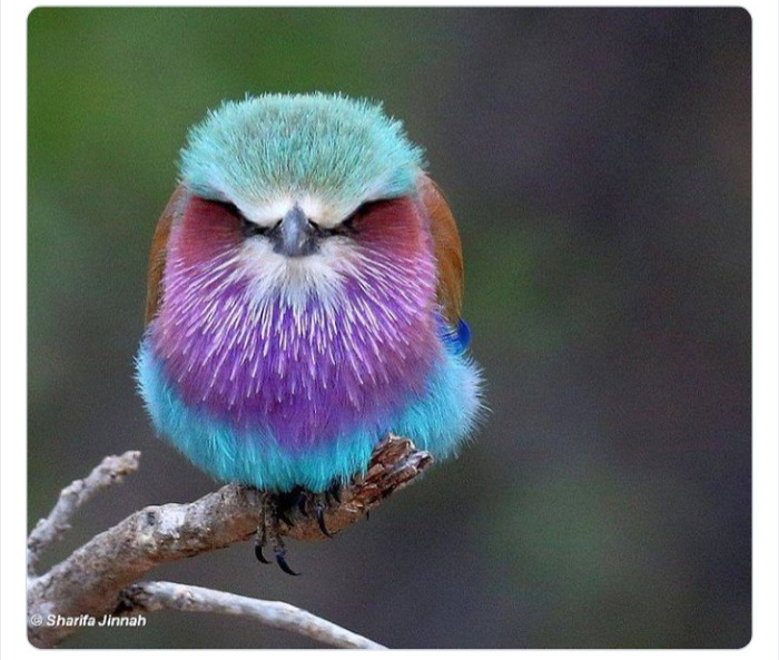 به باغوحش حیوانات عجیب خوش آمدید به باغوحش حیوانات عجیب خوش آمدید