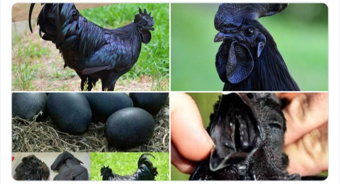 به باغوحش حیوانات عجیب خوش آمدید به باغوحش حیوانات عجیب خوش آمدید