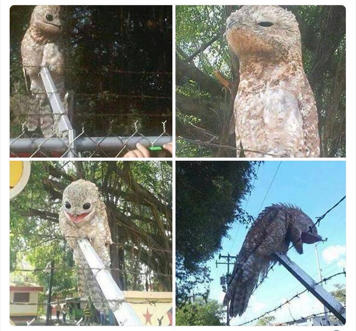 به باغوحش حیوانات عجیب خوش آمدید به باغوحش حیوانات عجیب خوش آمدید