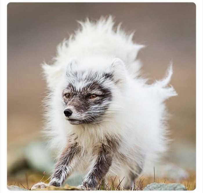 به باغوحش حیوانات عجیب خوش آمدید به باغوحش حیوانات عجیب خوش آمدید