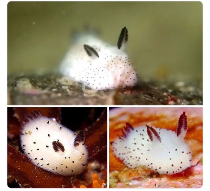 به باغوحش حیوانات عجیب خوش آمدید به باغوحش حیوانات عجیب خوش آمدید