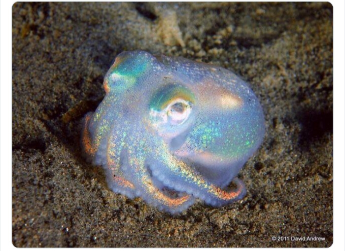 به باغوحش حیوانات عجیب خوش آمدید به باغوحش حیوانات عجیب خوش آمدید