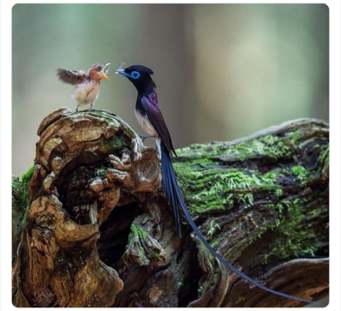 به باغوحش حیوانات عجیب خوش آمدید به باغوحش حیوانات عجیب خوش آمدید