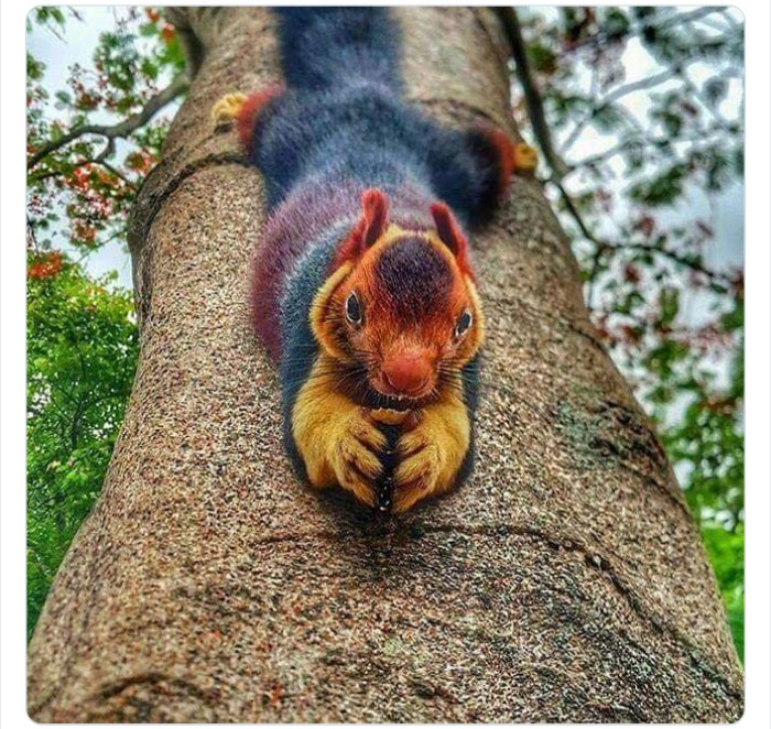 به باغوحش حیوانات عجیب خوش آمدید به باغوحش حیوانات عجیب خوش آمدید