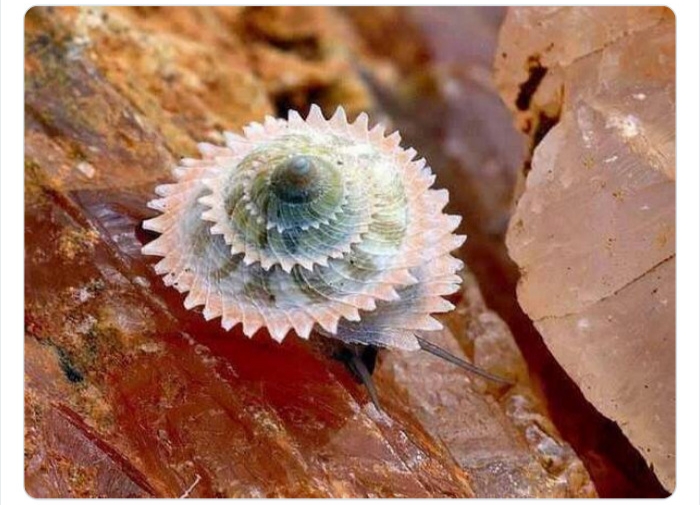 به باغوحش حیوانات عجیب خوش آمدید به باغوحش حیوانات عجیب خوش آمدید