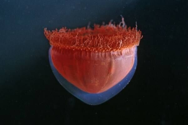 سفری به دل ژَرف&zwnj;ترین گودال زمین/ در اعماق اقیانوس&zwnj;ها چه خبر است؟