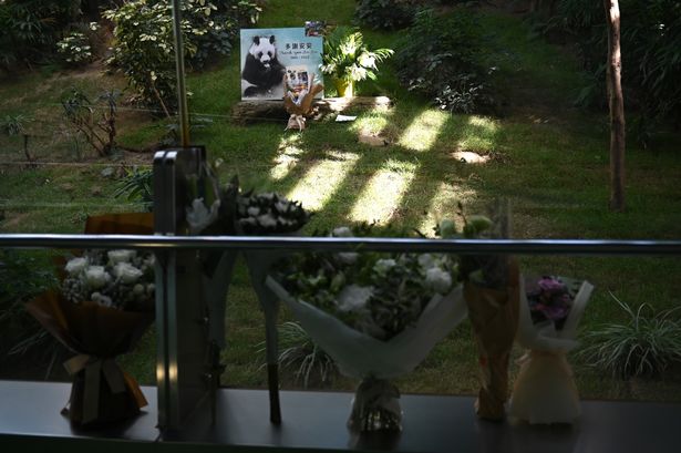 مسن ترین پاندای غول پیکر جهان در ۳۵ سالگی درگذشت