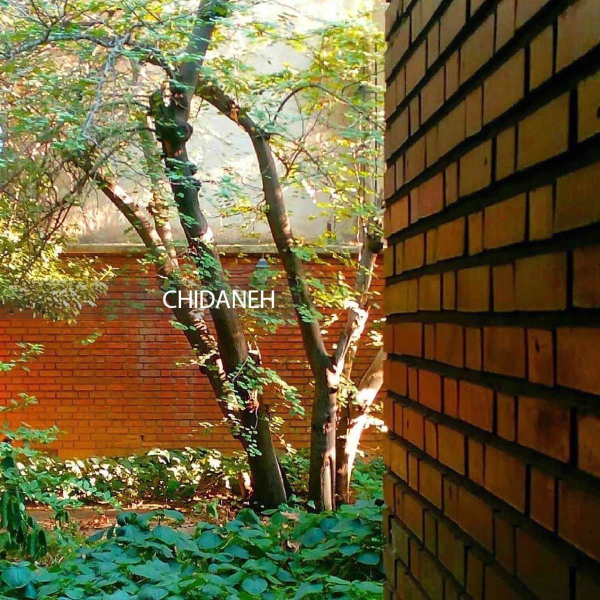 معروفترین درخت تهران کجاست؟ معروفترین درخت تهران کجاست؟