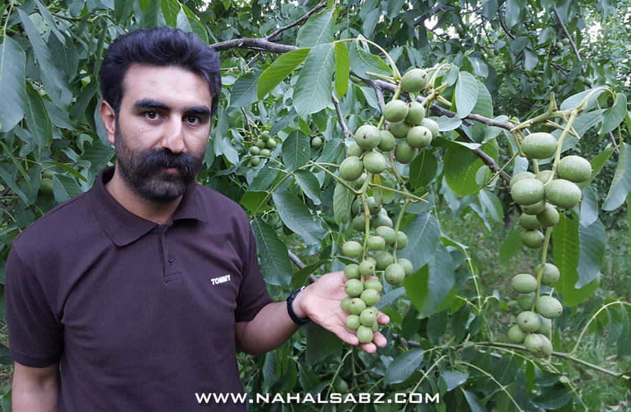 خرید نهال گردو، بادام و انگور بی واسطه از نهالستان معتبر کشور! خرید نهال گردو، بادام و انگور بی واسطه از نهالستان معتبر کشور!