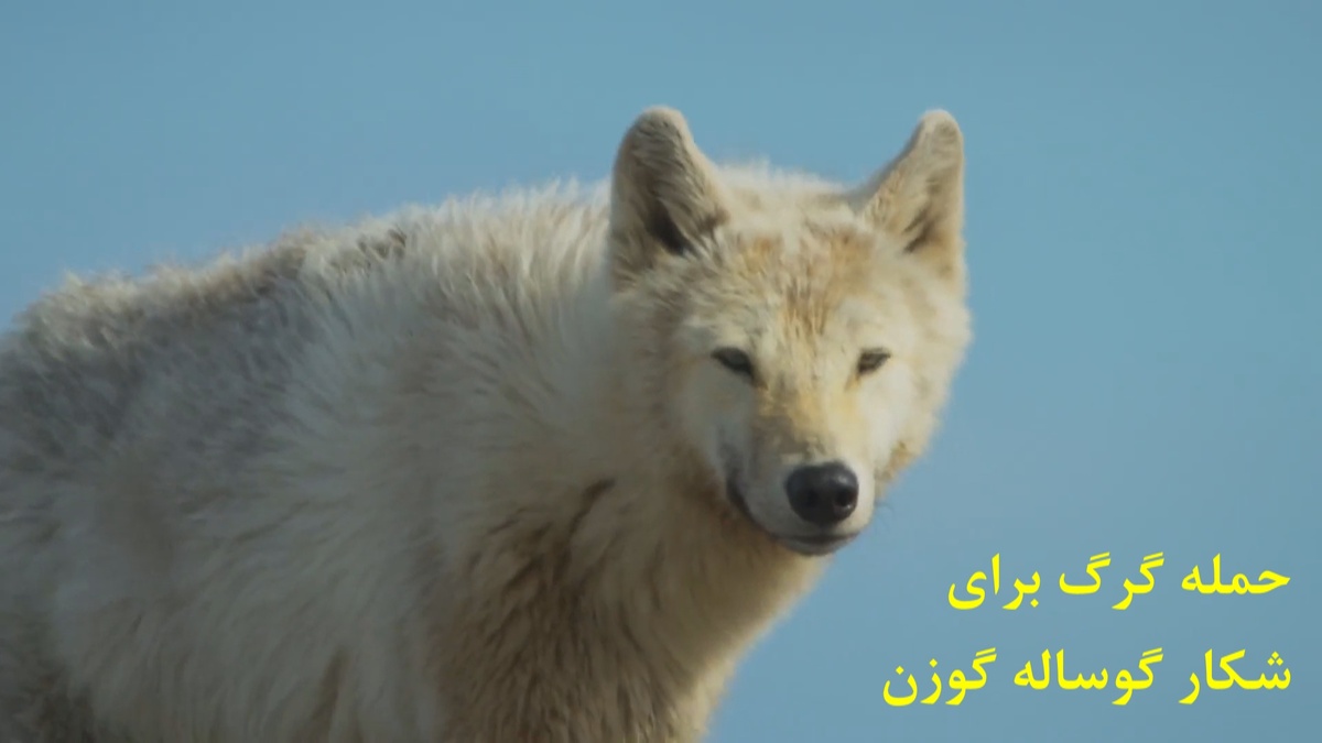 ببینید| لحظات نفس گیر تعقیب و گریز گرگ و بچه گوزن: او چند روز است که به دنیا آمده