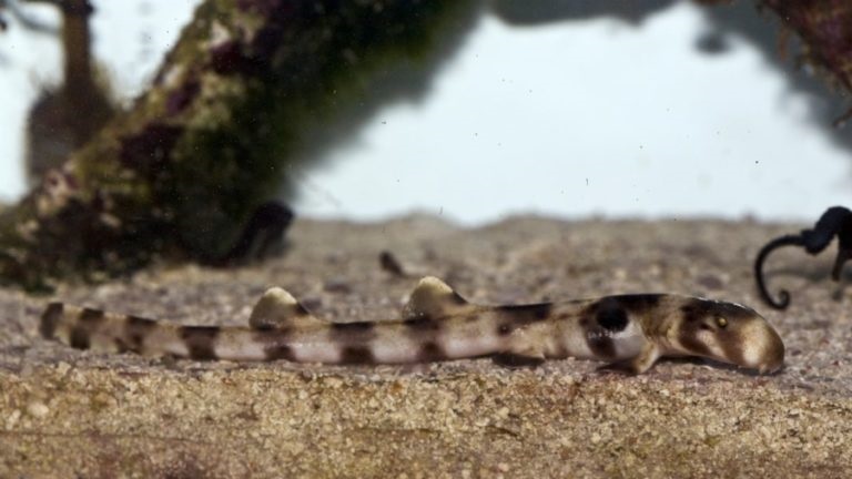 برای اولین بار در تاریخ گونههای کمیاب: کوسهای که راه میرود برای اولین بار در تاریخ گونههای کمیاب: کوسهای که راه میرود