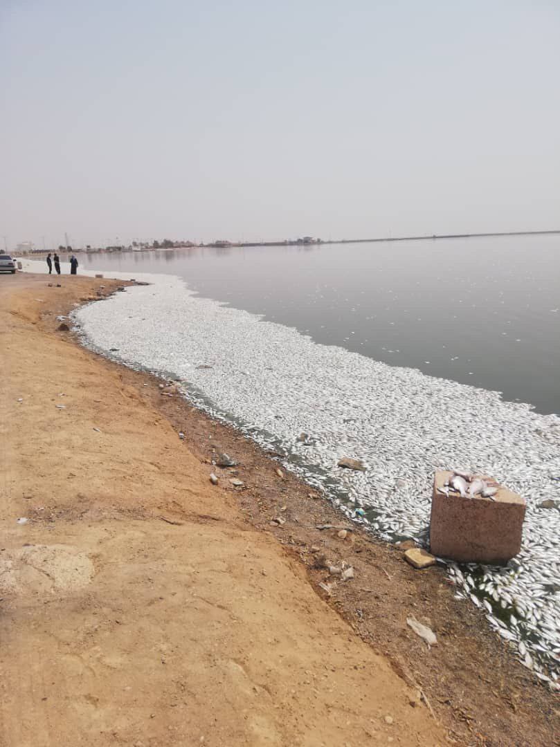 ادامه مرگ ماهی ها در ماهشهر / اختلاف بر سر دلیل