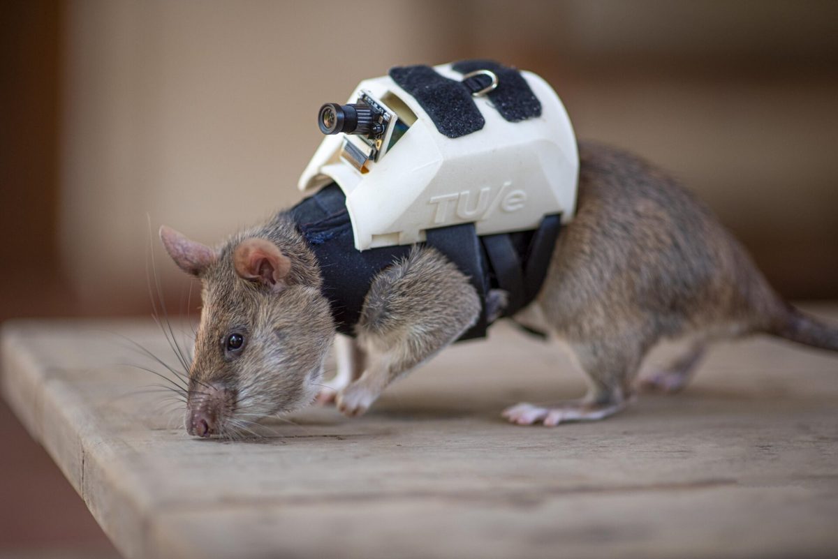 APOPO؛ سازمانی که موش‌ها را آموزش عملیاتی می‌دهد! (+عکس)