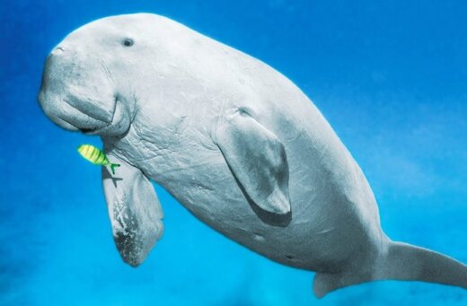 پری های شگفت انگیز چینی (+عکس) پری های شگفت انگیز چینی (+عکس)