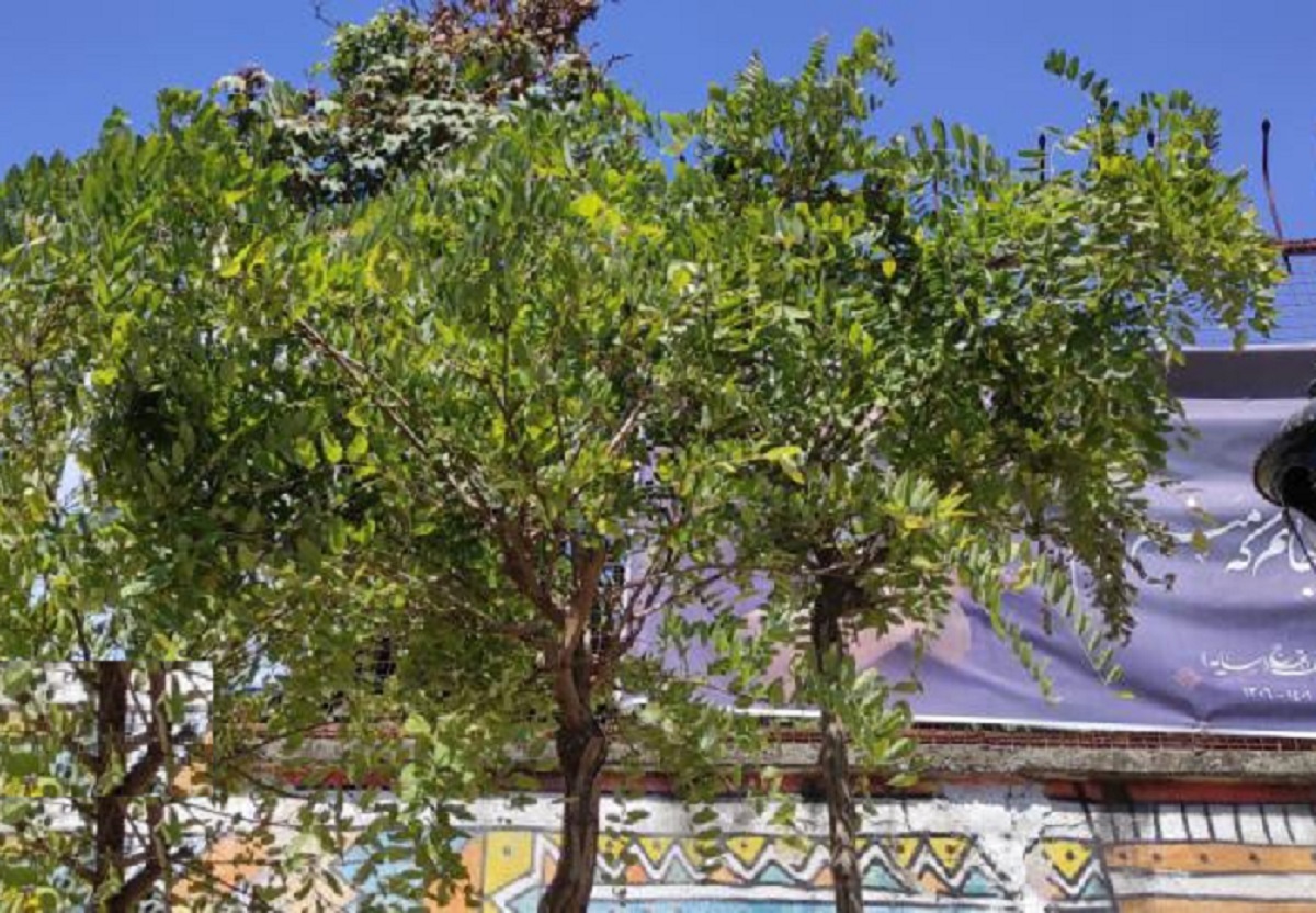 درختچه‌های ارغوان مزار «سایه» در باغ محتشم رشت «اقاقیا» از آب درآمد! (+عکس)