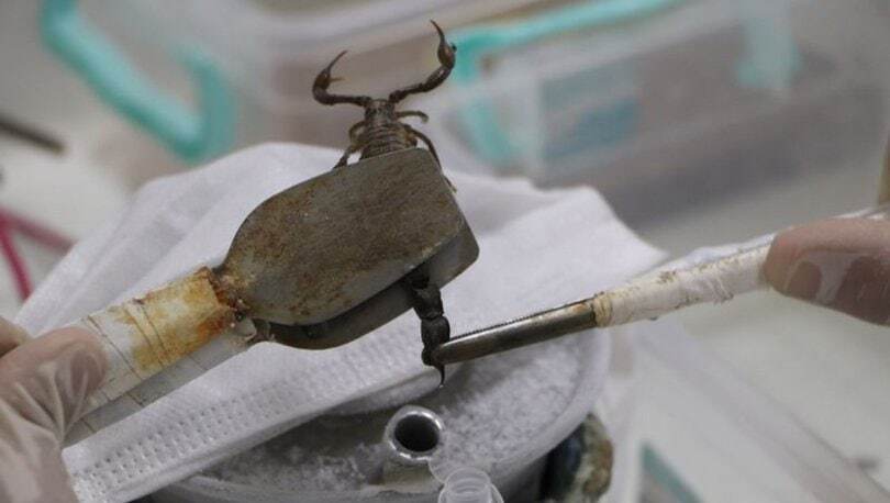 زهر عقرب، لیتری ۱۰ میلیون دلار