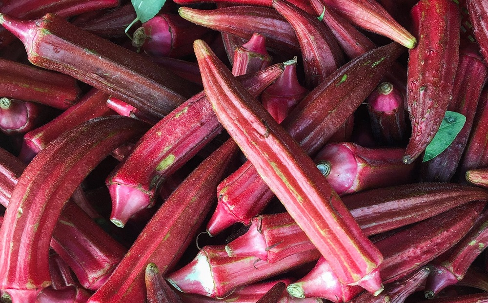 همراه با مزایای سلامتی گیاه شگفت انگیز بامیه همراه با مزایای سلامتی گیاه شگفت انگیز بامیه