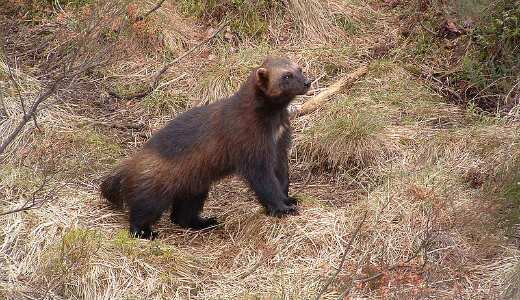 بوی بد این حیوانات کشنده است! (+عکس)