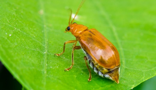 بوی بد این حیوانات کشنده است! (+عکس)