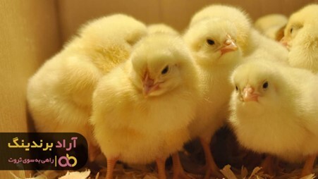 خرید جوجه یک روزه عروس با قیمت کاهش یافته خرید جوجه یک روزه عروس با قیمت کاهش یافته