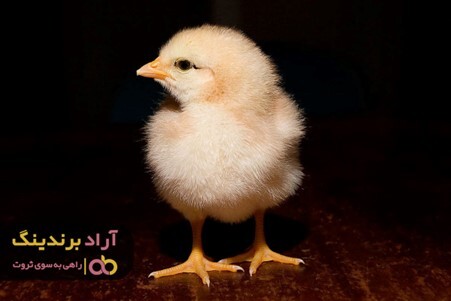 خرید جوجه یک روزه عروس با قیمت کاهش یافته خرید جوجه یک روزه عروس با قیمت کاهش یافته