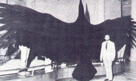 5 پرنده ماقبل تاریخ که منقرض شده‌اند