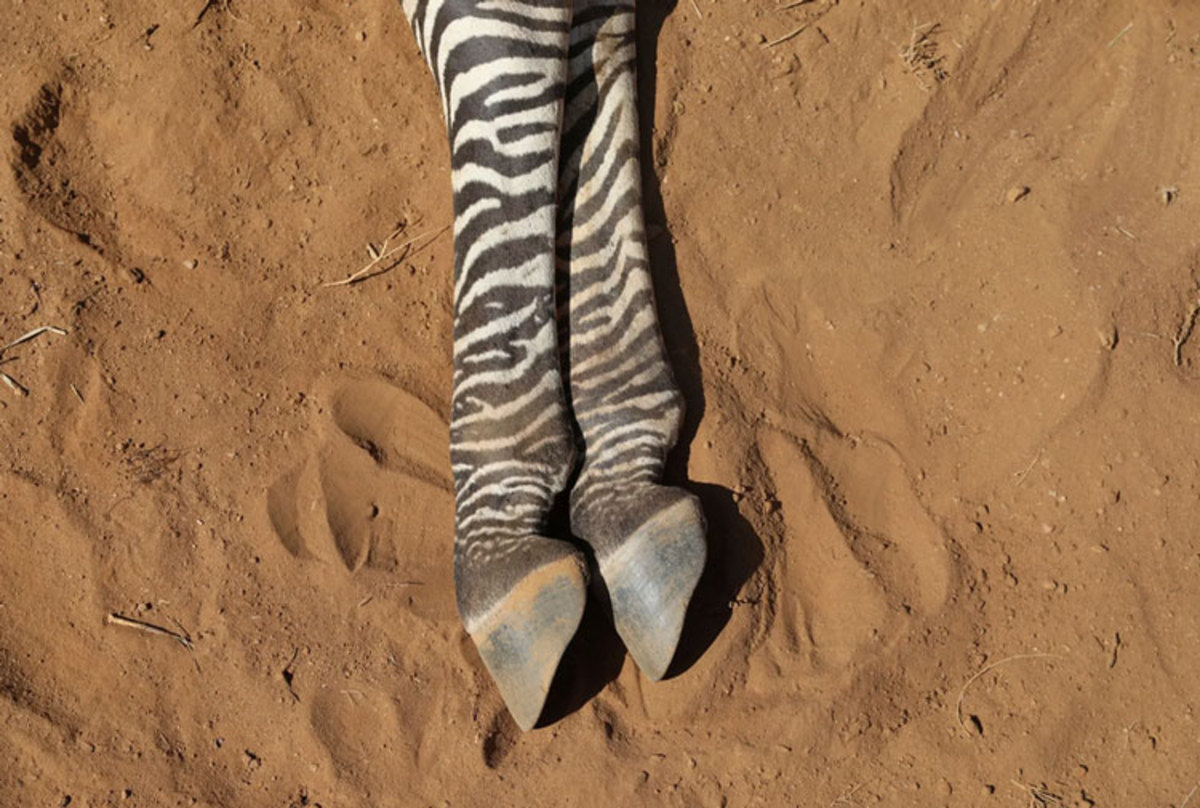 دیدنی های امروز؛ از دور جدید ناآرامی ها در عراق تا جشنواره گیاهخواری