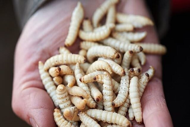 جایگزین چندش‌آور آنتی‌بیوتیک که بدترین زخم‌ها را چند روزه خوب می‌کند (+عکس)