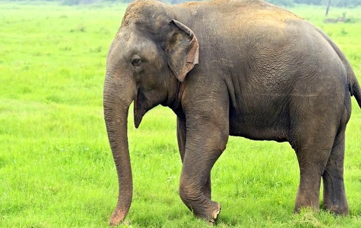 ذوق زدگی جالب فیل از صدای طبل (فیلم)