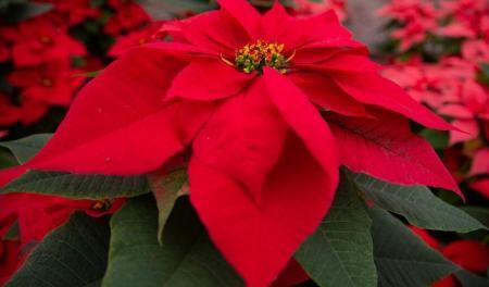 بازار داغ گل کریسمس در مکزیک (+عکس)