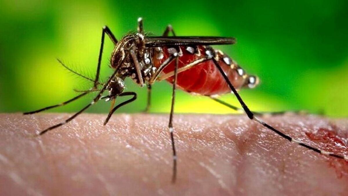 جولان مالاریا در سیستان و بلوچستان/ شناسایی ۱۳۳ مبتلا