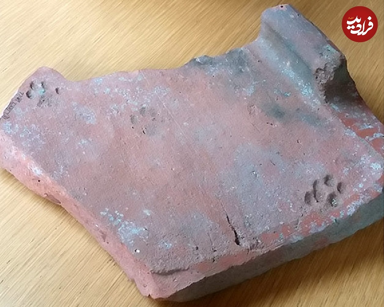 سفال کشف شده در گلاستر سفال کشف شده در گلاستر