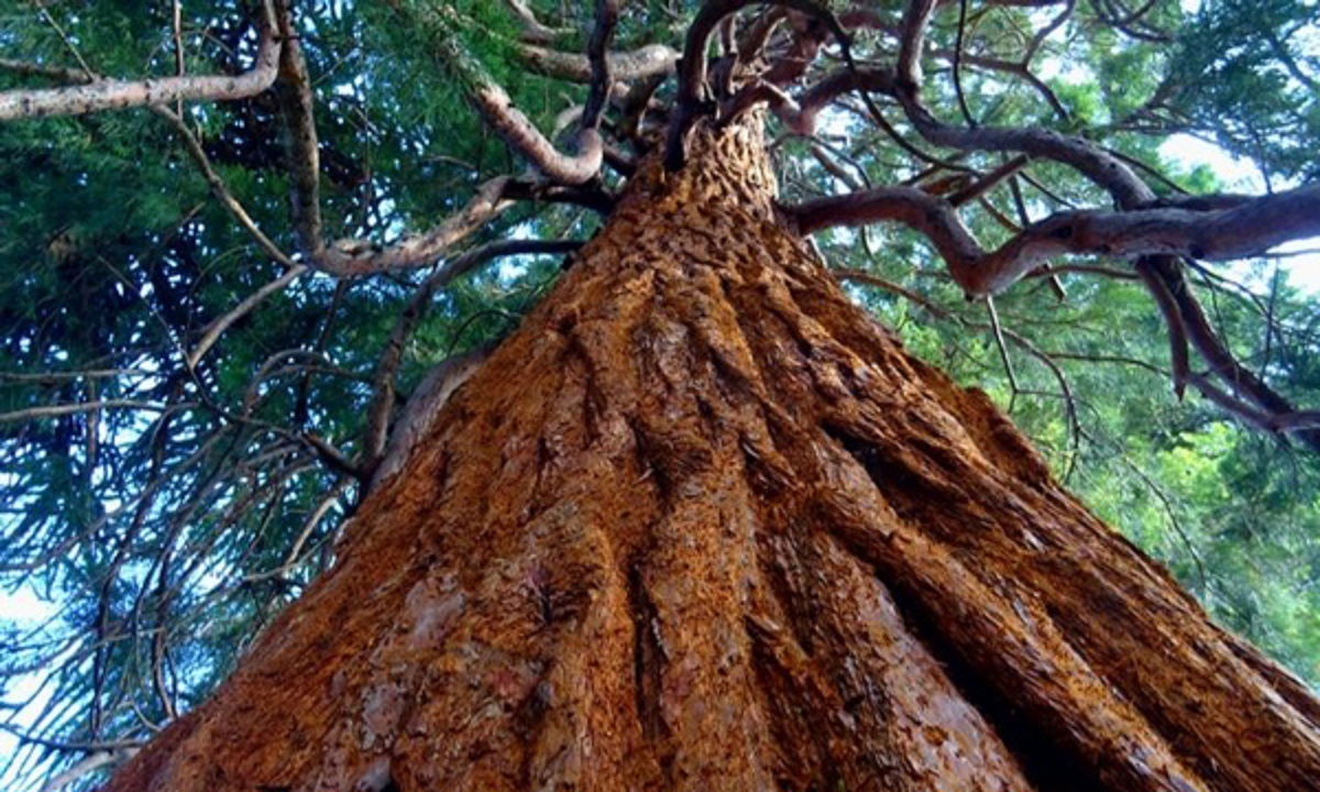 رازهای پنهان پیرترین درخت دنیا/ پنجره‌ای رو به گذشته برای دانشمندان