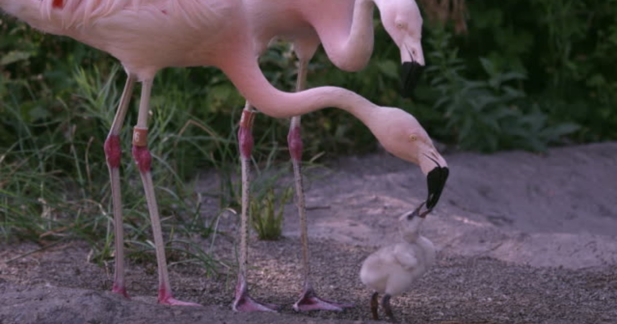 شیر محصول فلامینگو شیر محصول فلامینگو