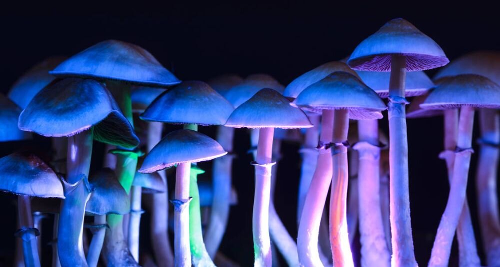 «مجیک ماشروم» خاطرات یک بیمار آلزایمری را به یادش آورد!/ راستیآزمایی یک ادعای عجیب «مجیک ماشروم» خاطرات یک بیمار آلزایمری را به یادش آورد!/ راستیآزمایی یک ادعای عجیب