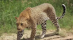 مشاهده پلنگ نر در منطقه رودافشان دماوند