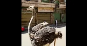 ویدئویی پربیننده از فرار بامزه یک شترمرغ در استان در مصر
