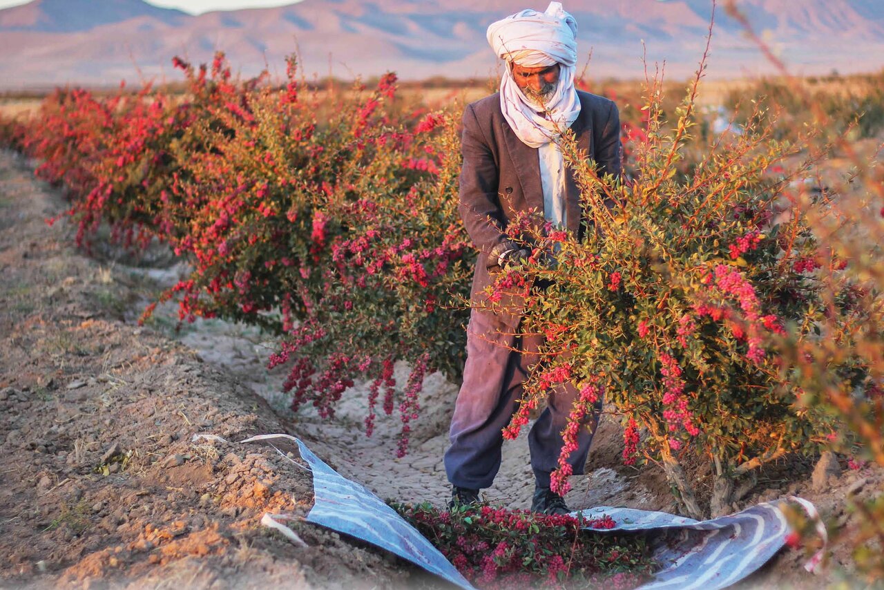 خراسان جنوبی خراسان جنوبی
