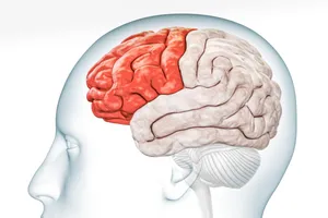 آیا بی انگیزگی ریشه در مغز دارد؟