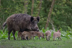 خانواده خوک ها ؛ از بابیروسا تا زگیل دار!