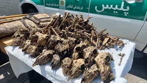 کشف ۴۱ جمجمۀ آهو از چاه آبی در شاهین‌شهر اصفهان