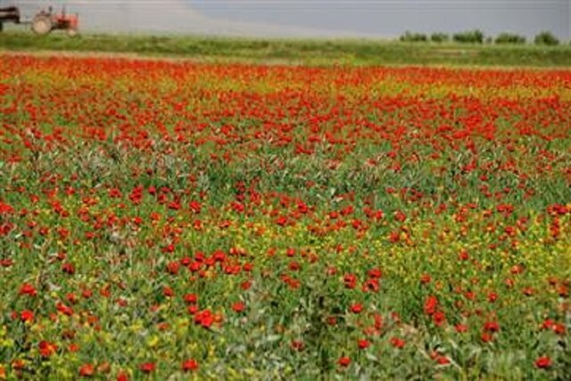گلیل(دیار کرمانجها) دشتی بلند است. گلیل(دیار کرمانجها) دشتی بلند است.