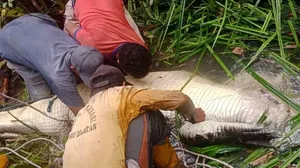 حملۀ مرگبار تمساح ۳.۶ متری به یک زن در اندونزی