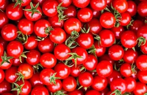 ممنوعیت صادرات گوجه‌ تا پایان سال