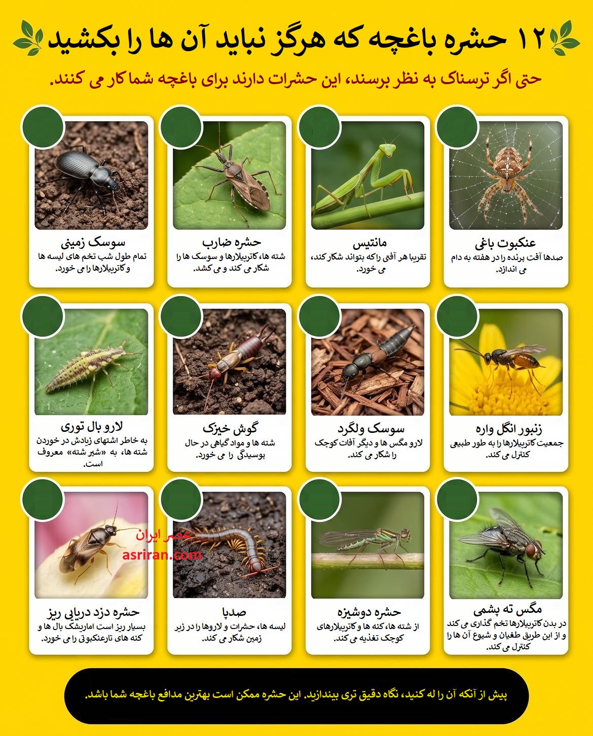 اینفوگرافیک 12 حشره مفید برای مقابله با آفات گیاهی اینفوگرافیک 12 حشره مفید برای مقابله با آفات گیاهی