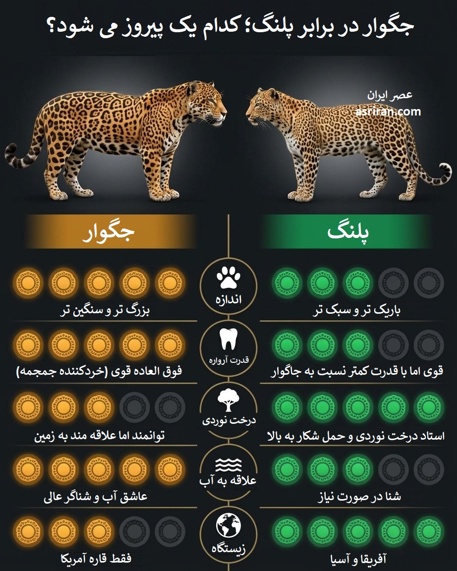 اینفوگرافیک مقایسه جگوار و پلنگ اینفوگرافیک مقایسه جگوار و پلنگ