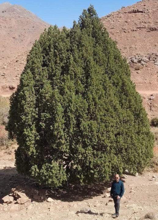 درخت ارس ۹۰۰ ساله روستای سریشا شهرستان تربتحیدریه درخت ارس ۹۰۰ ساله روستای سریشا شهرستان تربتحیدریه