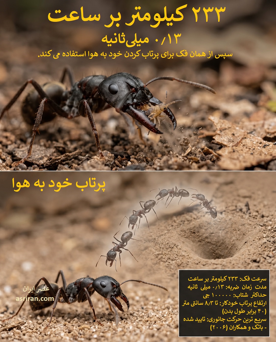 اینفوگرافیک سرعت حرکت مورچه فک تله ای اینفوگرافیک سرعت حرکت مورچه فک تله ای
