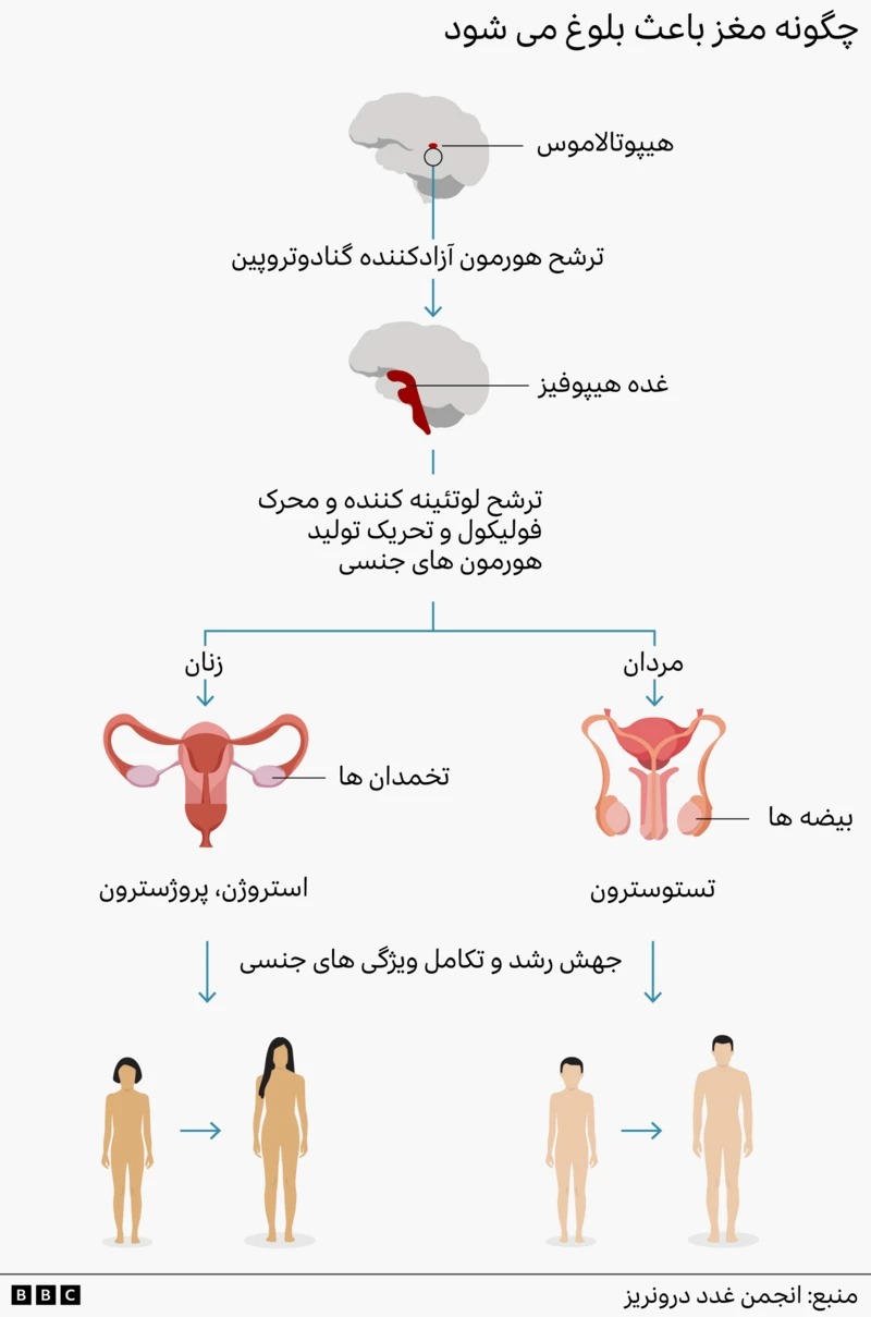 مغز باعث بلوغ می شود