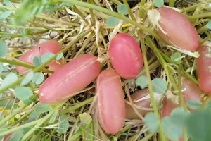 گیاه گمشده ایران باستان پیدا شد؟ راز هوم ۲۵۰۰ ساله در تخت جمشید